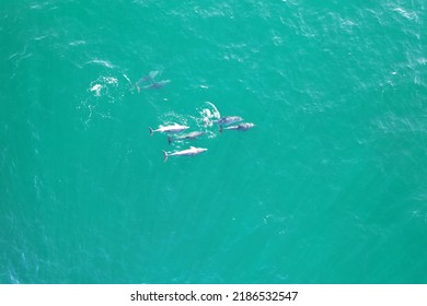 Bottlenose Dolphins Aerial Shot - Clear Ocean Water