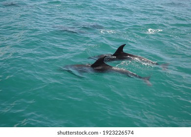 Bottlenose Dolphins In The Bay Of Islands, Northland, New Zealand