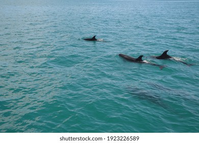 Bottlenose Dolphins In The Bay Of Islands, Northland, New Zealand