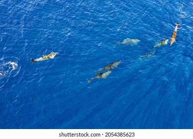 Bottlenose Dolphins In Blue Ocean Aerial Drone View 