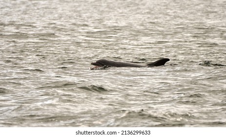 Bottlenose Dolphins Found At Chanonry Point On The Black Isle, Scotland