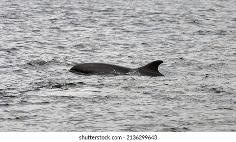 Bottlenose Dolphins Found At Chanonry Point On The Black Isle, Scotland