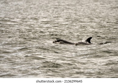 Bottlenose Dolphins Found At Chanonry Point On The Black Isle, Scotland