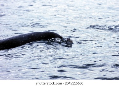 Bottlenose Dolphins Hunting Shoals Near Coast