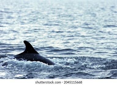 Bottlenose Dolphins Hunting Shoals Near Coast