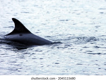 Bottlenose Dolphins Hunting Shoals Near Coast