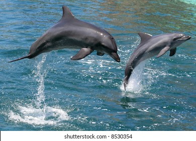 Bottlenose Dolphins Leaping Out Of The Water