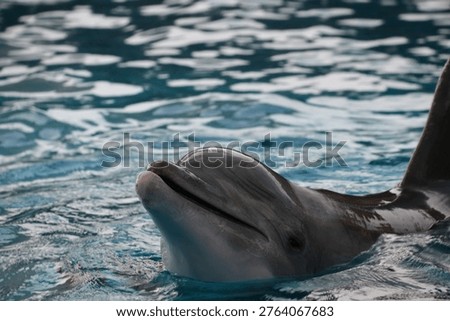 bottlenose dolphins often appear to be smiling
