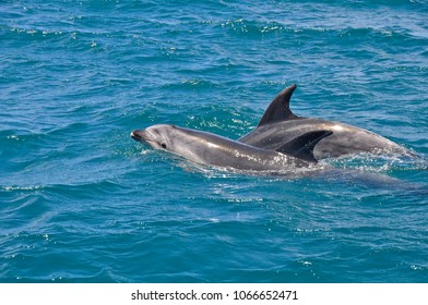 Bottlenose Dolphins On The Waters Surface In New Zealand
