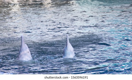 Bottlenose Dolphins Or, Among Others, Pink Dolphins, Chinese White Dolphin, Pacific Humpback Dolphin, Indo-Pacific Humpbacked Dolphin, Performing In The Oasis Sea World, Chanthaburi, Thailand.