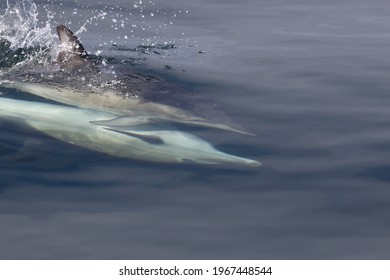 Bottlenose Dolphins Playing One On Top Of The Other In Scotland 