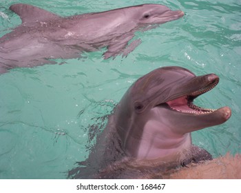 Bottlenose Dolphins At Seaworld Orlando