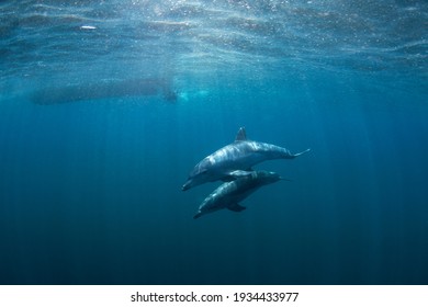 Bottlenose Dolphins Swimming In The Indian Ocean. Dolphins In The Herd. Snorkeling With Marine Mammals.