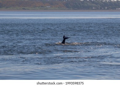 Bottlenose Dolphins (Tursiops Truncatus) In The Moray Firth At Chanonry Point Near Inverness, UK