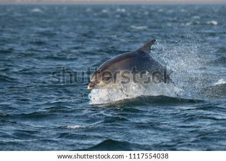 Bottlenose Dophins leaping