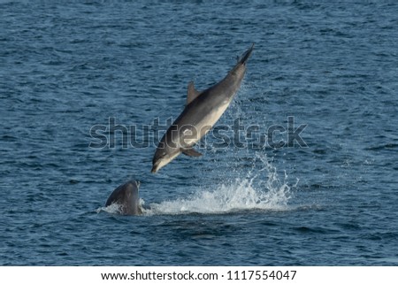 Bottlenose Dophins leaping