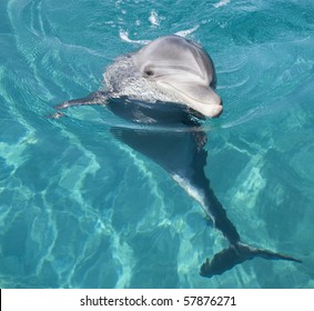 Bottle-nosed Dolphin In The Red Sea.