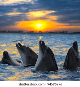 The Bottle-nosed Dolphins In Sunset Light