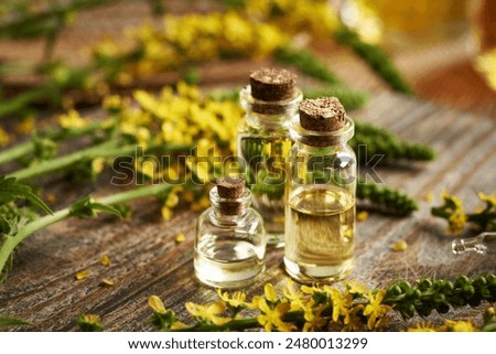 Bottles of aromatherapy essential oil with fresh blooming agrimony or sticklewort plant