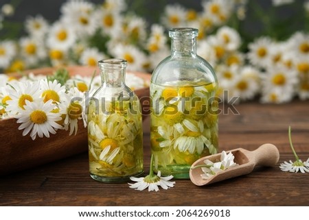 Bottles of chamomile essential oil or infusion, bunch of chamomile and bowl of daisy flowers on background. Alternative herbal medicine. Aromatherapy.