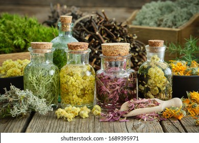 Bottles Of Infusion Of Healthy Medicinal Herbs And Healing Plants On Wooden Table. Comarum Palustre Stems And Roots, Healthy Moss And Lichen On Background.  Herbal Medicine.