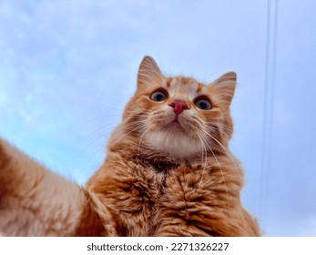 Bottom Angle Shot Yellow Cute Cat - Shutterstock ID 2271326227