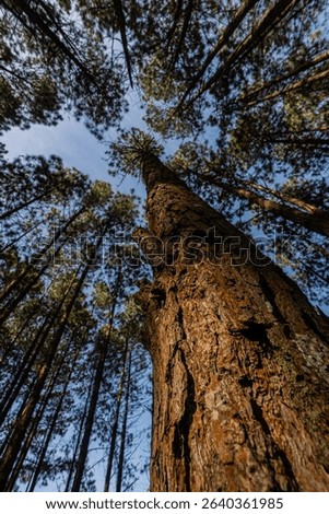 Bottom angle view of tall thin pine trees, winter pine forest, blue sky