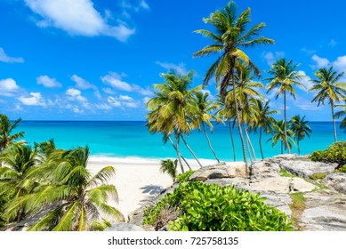 Bottom Bay, Barbados - praia paradisíaca na ilha caribenha de Barbados. Costa tropical com palmeiras penduradas sobre o mar turquesa. Foto panorâmica de bela paisagem.