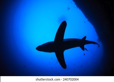 Bottom Up Of A Big Thresher Shark With Blue Water Background In Malapascua, Philpiines