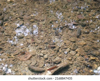 The Bottom Of The Brook, Stones And Brown Silt, Crystal Clear Water, A Slight Reflection Of The Sky And Trees