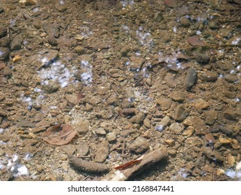 The Bottom Of The Brook, Stones And Brown Silt, Crystal Clear Water, A Slight Reflection Of The Sky And Trees