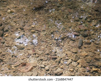 The Bottom Of The Brook, Stones And Brown Silt, Crystal Clear Water, A Slight Reflection Of The Sky And Trees