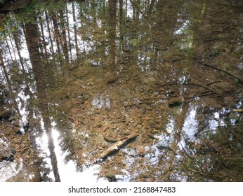 The Bottom Of The Brook, Stones And Brown Silt, Crystal Clear Water, A Slight Reflection Of The Sky And Trees