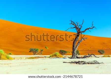 The bottom of the dried lake Sussussflay. Dead lake with dead trees. Yellow-red dunes and ringing silence. Clay plateau in the Namib Naukluft desert. The concept of exotic and photo tourism