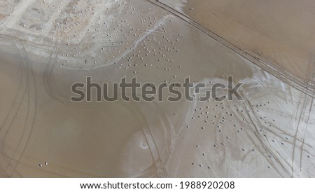 The bottom of a dried up salt lake. View from the air. Traces of cars and motorcycles in the sand. A flock of seagulls are standing on the sand