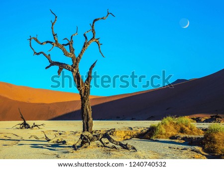 Similar – Einsamkeit Africa Desert