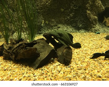 Bottom Feeder Images Stock Photos Vectors Shutterstock