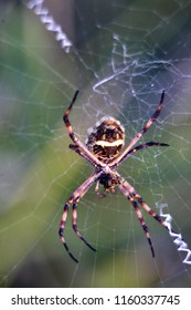 Bottom Of A Female Spider In The Center Of A Web, With A Insect Meal, Spinneret Visible