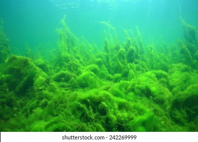 Bottom Of Freshwater Lake Covered With Algae