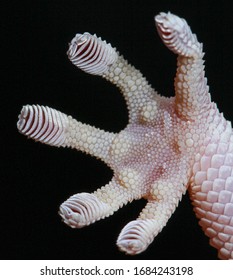 The Bottom Of A Gecko's Foot, Showing The Hairy Scansors With Which They Can Climb Up A Wall, Rock, Glass Or Pretty Much Anything.