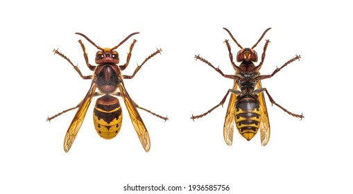 Bottom and high view of a european Hornet, isolated on white