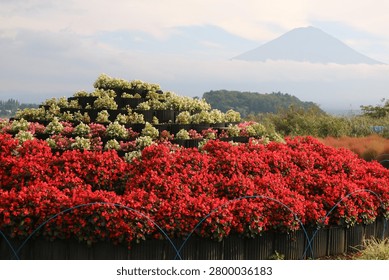 The bottom layer consists of a dense bed of vibrant red flowers. Above the red layer, the tiers transition into rows of pink and white flowers, with the topmost tiers being filled almost entirely with white flowers.