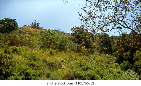 Bottom Of Oak Canyon Anaheim Hills California Green Spring Blooming Wild