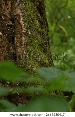 The bottom off a tree trunk in colou with greenery in forground 