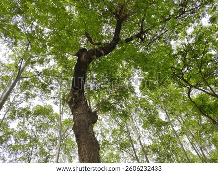 Bottom perspective photo of a large tree in the middle of a dense green forest. The main tree trunk looks sturdy with a rough texture, branching upwards with lush foliage.