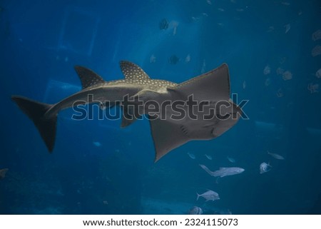 A bottom up photo of Guitarfish swimming in big acquarium 