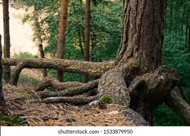 The Bottom Of A Pine Tree With Huge Naked Roots On A Hill Slope. Edge Of Forest. Day Light