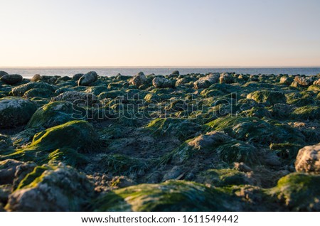 the bottom of the sea of Azov without water. a strong tide. rocks covered with seaweed and sand.