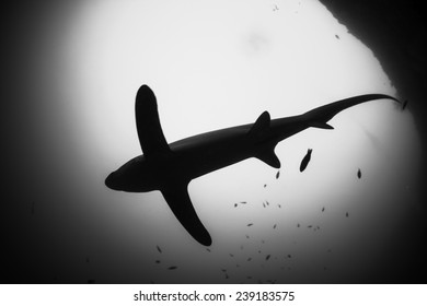 Bottom Up Of Thresher Shark In Black And White