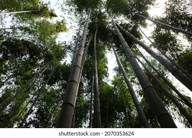 From The Bottom To The Top View Of Grove Of Bamboo Forest. Green Bamboo Background.